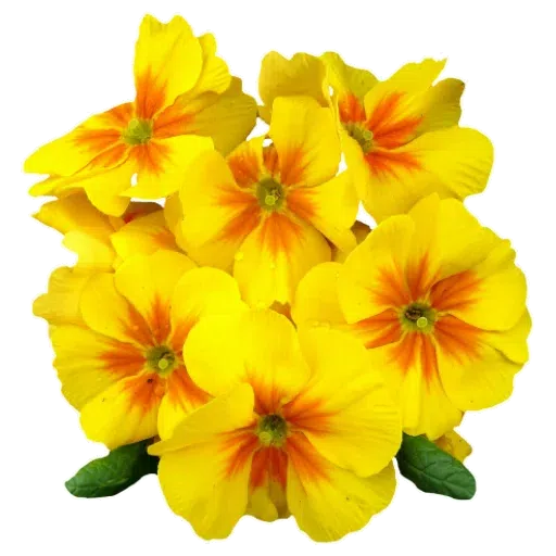 Flower - Sticker 13