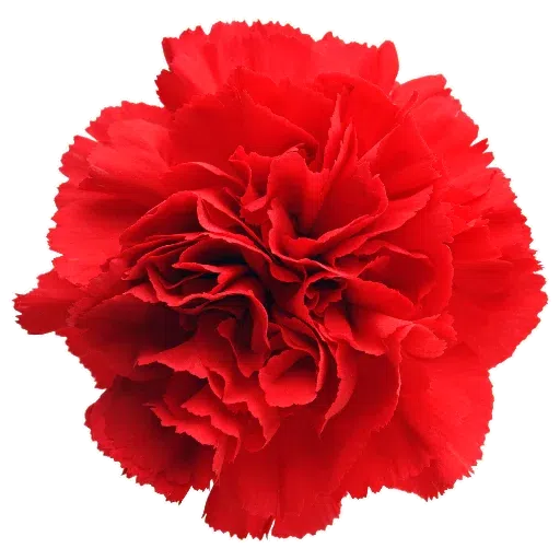 Flower - Sticker 11