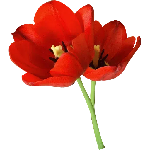 Flower - Sticker 18