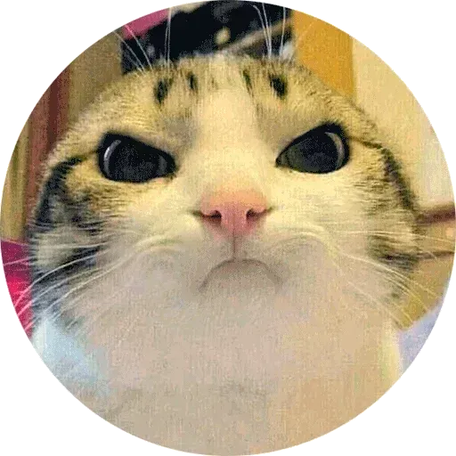Meme 1 - Sticker 21