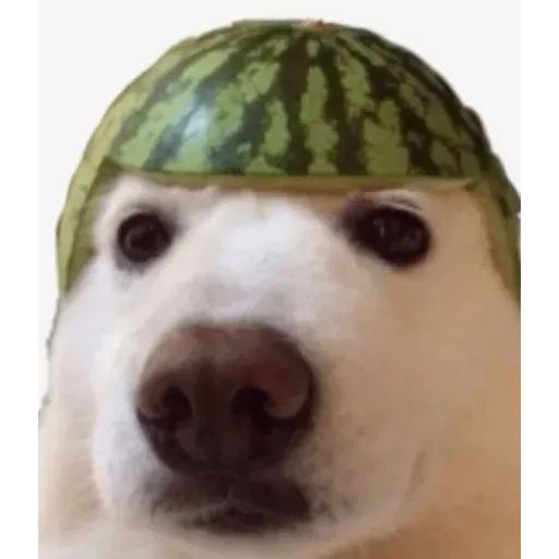 Meme 1 - Sticker 17