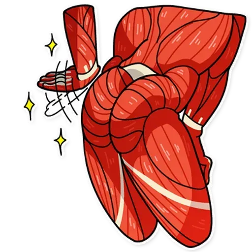 Muscle Body - Sticker 15