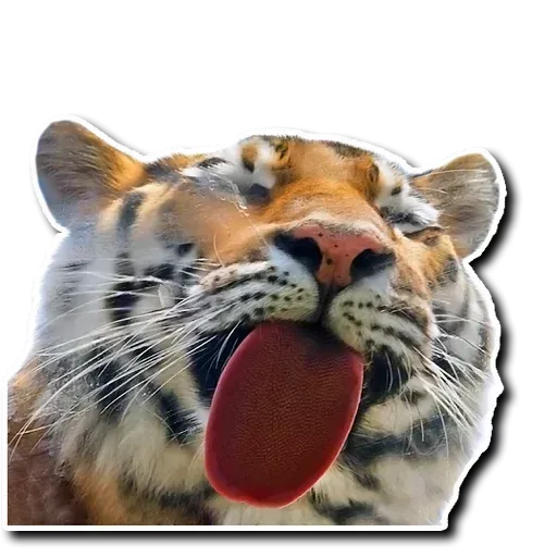 Tiger - Sticker 18