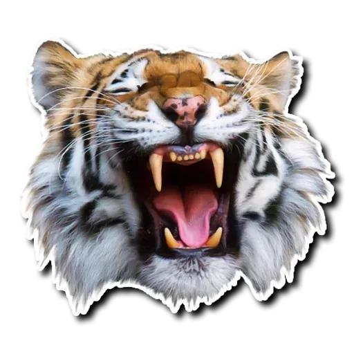 Tiger - Sticker 16