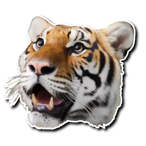 Tiger - Sticker 10