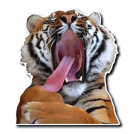 Tiger - Sticker 17