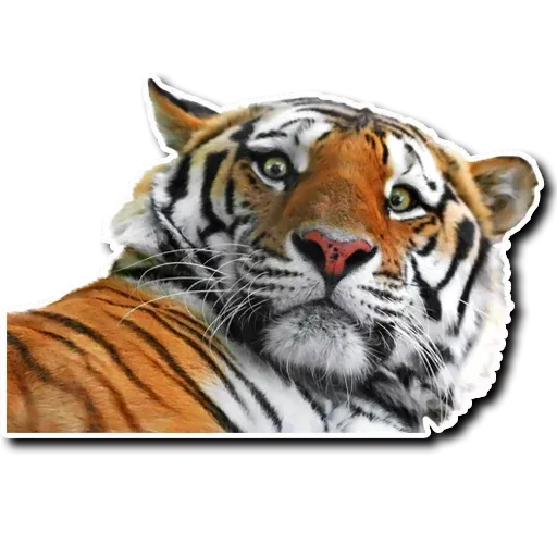 Tiger - Sticker 15