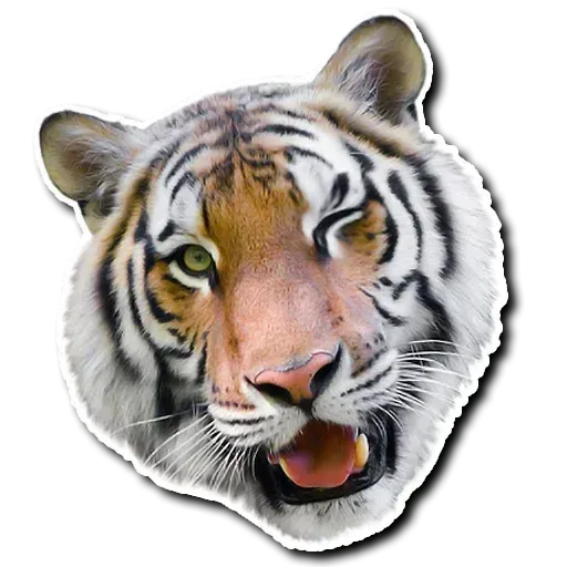 Tiger - Sticker 14