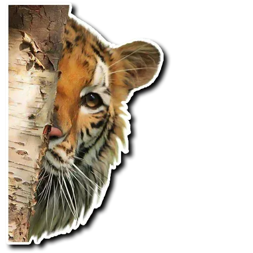 Tiger - Sticker 12