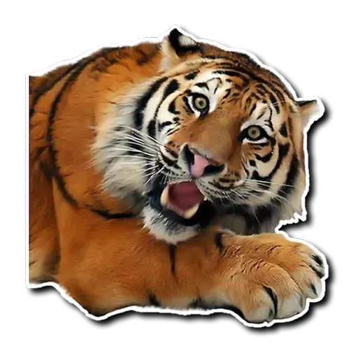 Tiger - Sticker 13