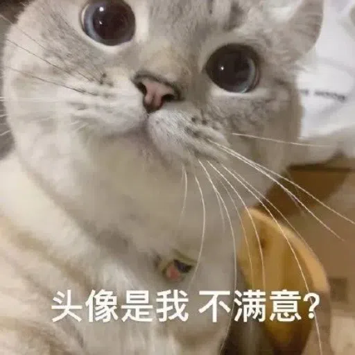 一大堆喵咪表情包 - Sticker 25