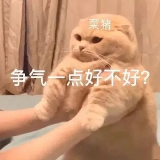 一大堆喵咪表情包 - Sticker 23