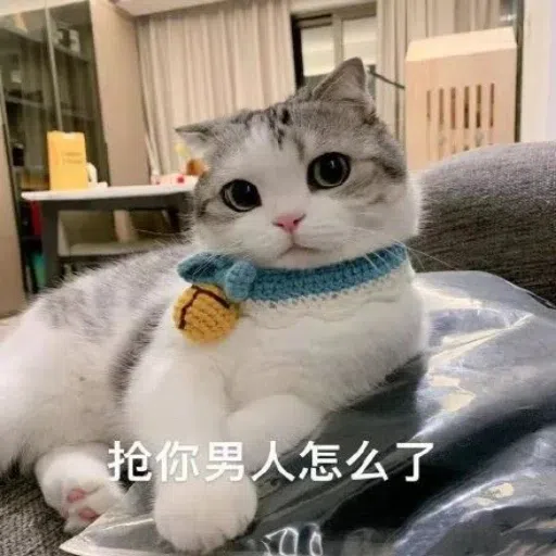 一大堆喵咪表情包 - Sticker 17