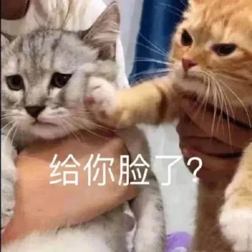 一大堆喵咪表情包 - Sticker 13