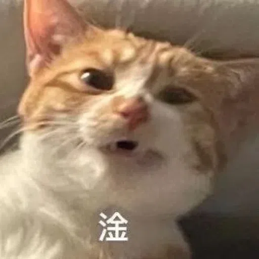 一大堆喵咪表情包 - Sticker 28