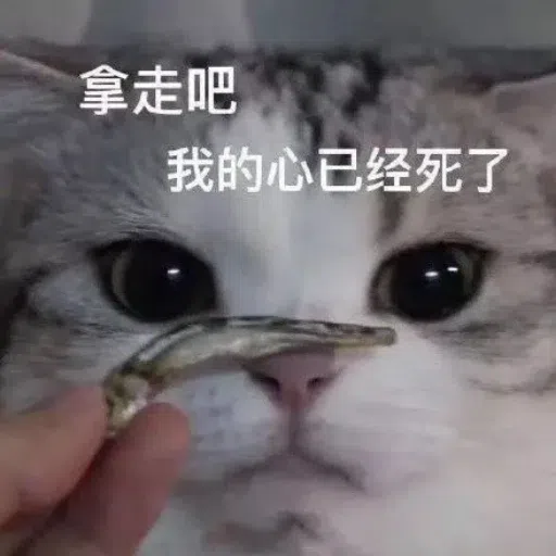一大堆喵咪表情包 - Sticker 19