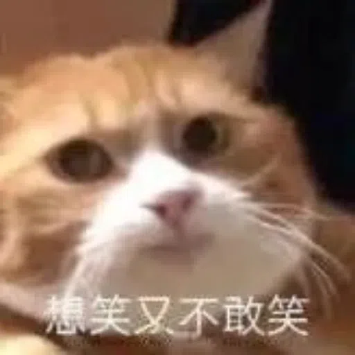 一大堆喵咪表情包 - Sticker 21