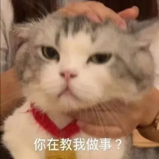 一大堆喵咪表情包 - Sticker 18