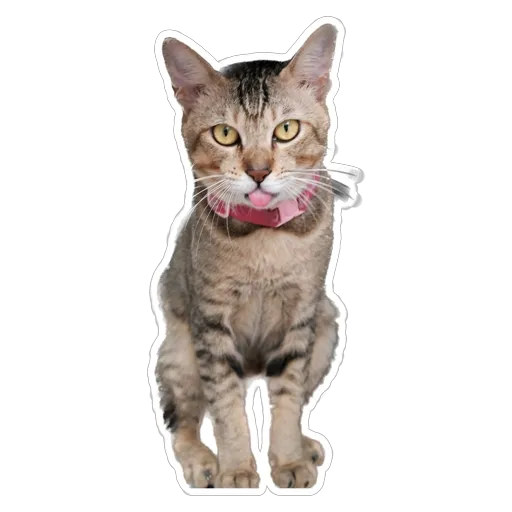 sgn_meow2 - Sticker 9