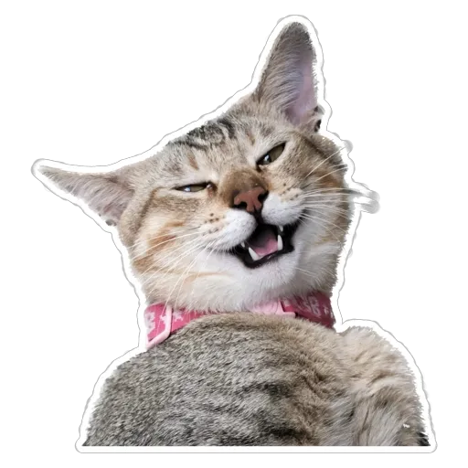 sgn_meow2 - Sticker 11