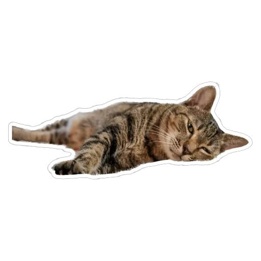 sgn_meow2 - Sticker 23