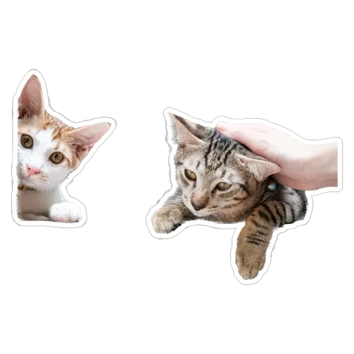 sgn_meow2 - Sticker 26
