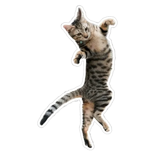 sgn_meow2 - Sticker 27