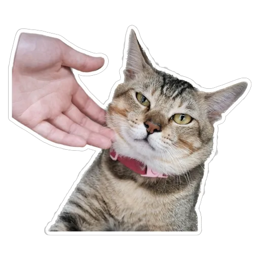sgn_meow2 - Sticker 19