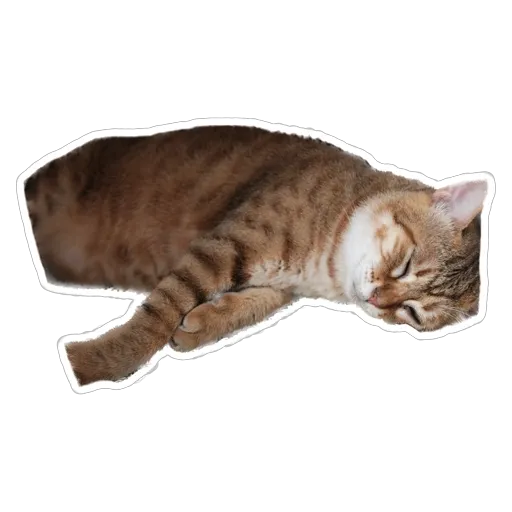 sgn_meow2 - Sticker 24