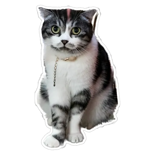 sgn_meow2 - Sticker 21