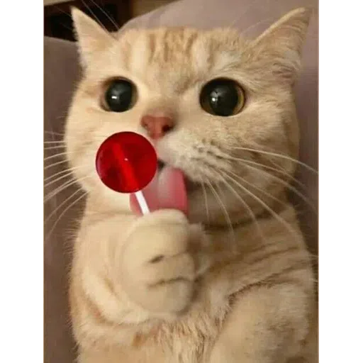 catttt2 - Sticker 17