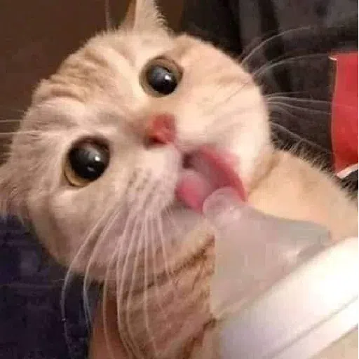 catttt2 - Sticker 18