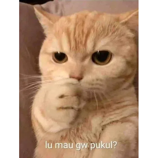 catttt2 - Sticker 15