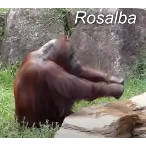 Monkey - Sticker 14