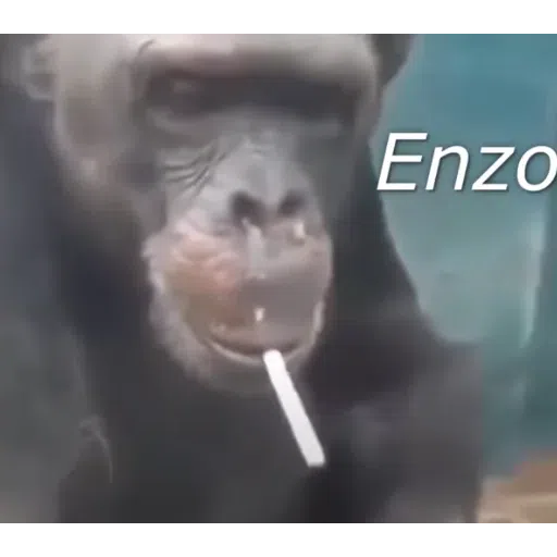 Monkey - Sticker 16