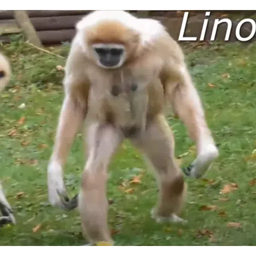 Monkey - Sticker 11