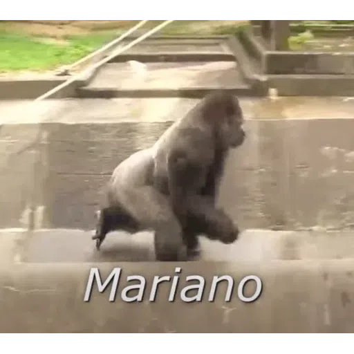 Monkey - Sticker 17