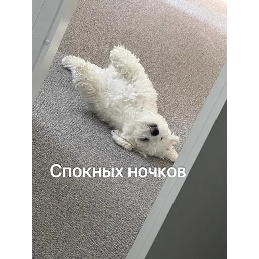 Doggie Woody - Sticker 12