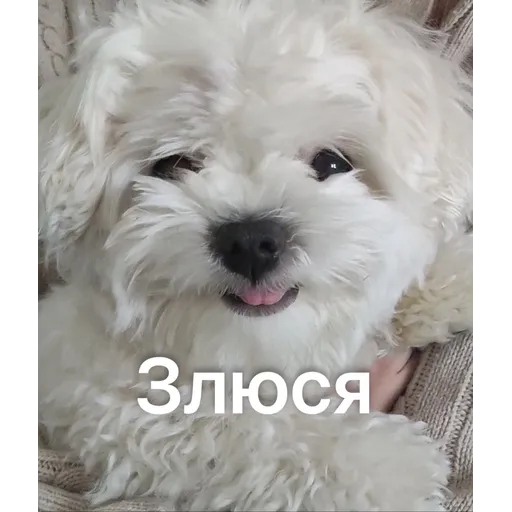 Doggie Woody - Sticker 24