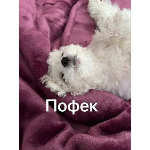 Doggie Woody - Sticker 17