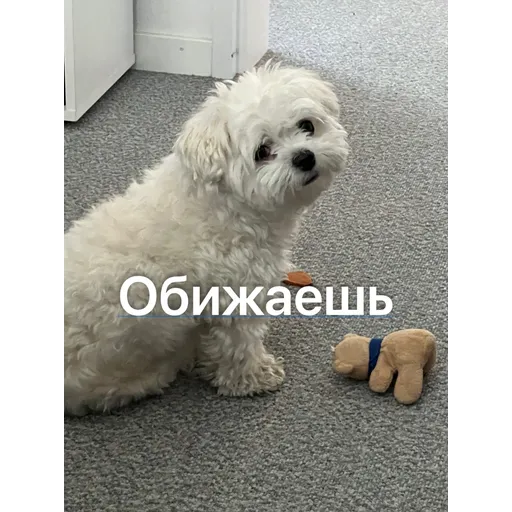 Doggie Woody - Sticker 10