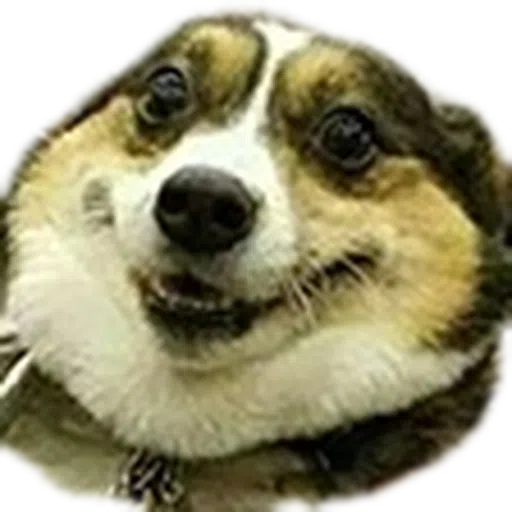 Twitch emote 1 - Sticker 13