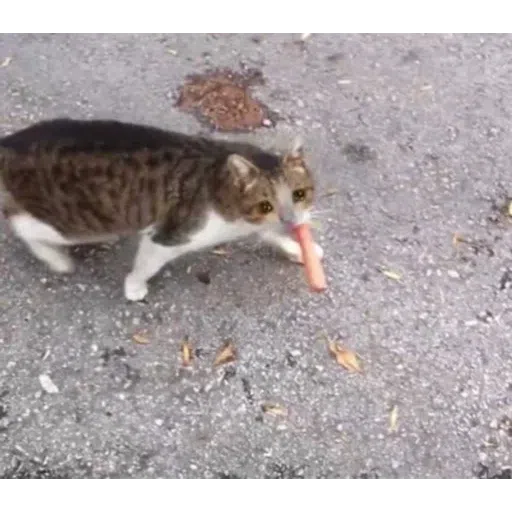 Cat3 - Sticker 9