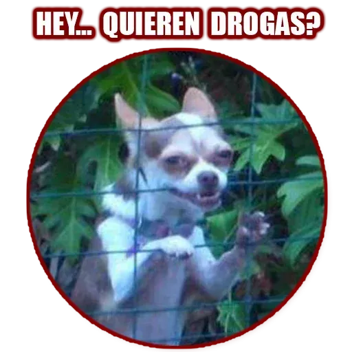 Random - Sticker 25