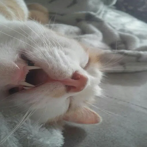 CAT - Sticker 11