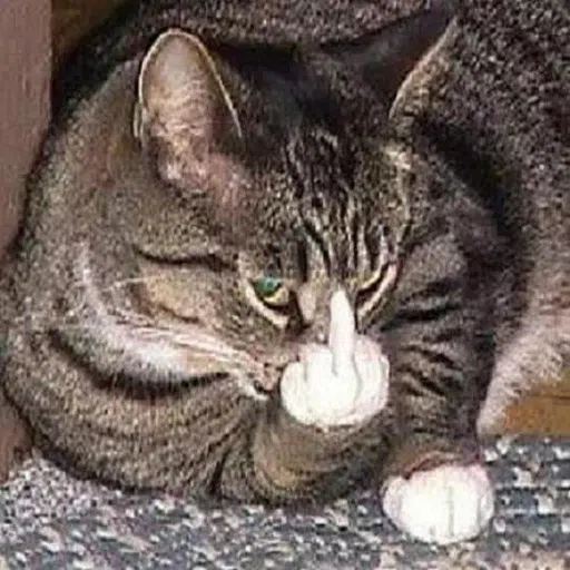 CAT - Sticker 26