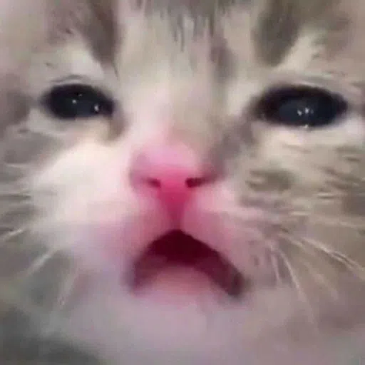 CAT - Sticker 19