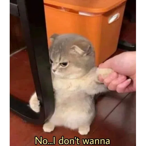 More cattos - Sticker 19