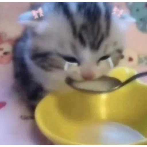 More cattos - Sticker 17