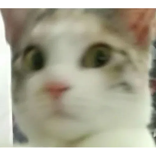 More cattos - Sticker 11